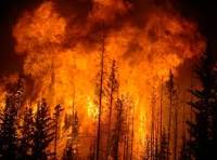 Forest Fire Image